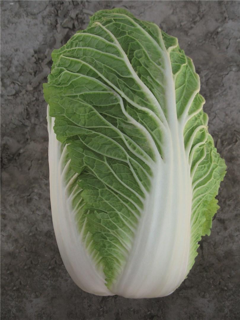 Пасифико F1 2500 шт