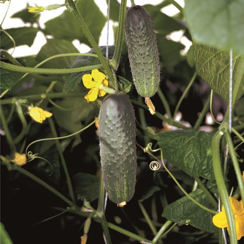 Атлантис F1 250 шт