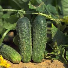 Аякс F1 1000 шт