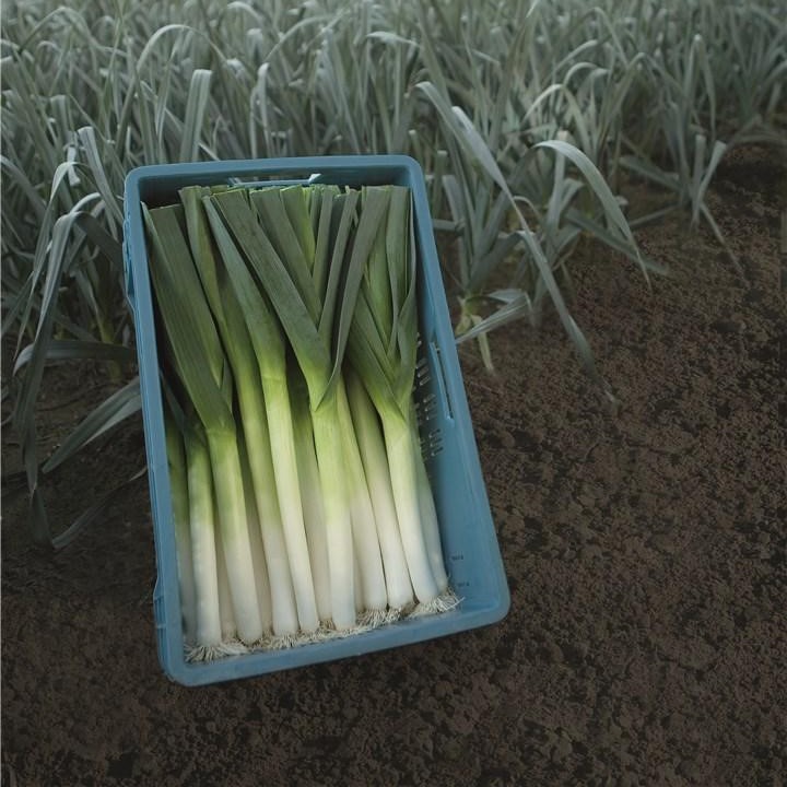 Форрест 10 000 шт 