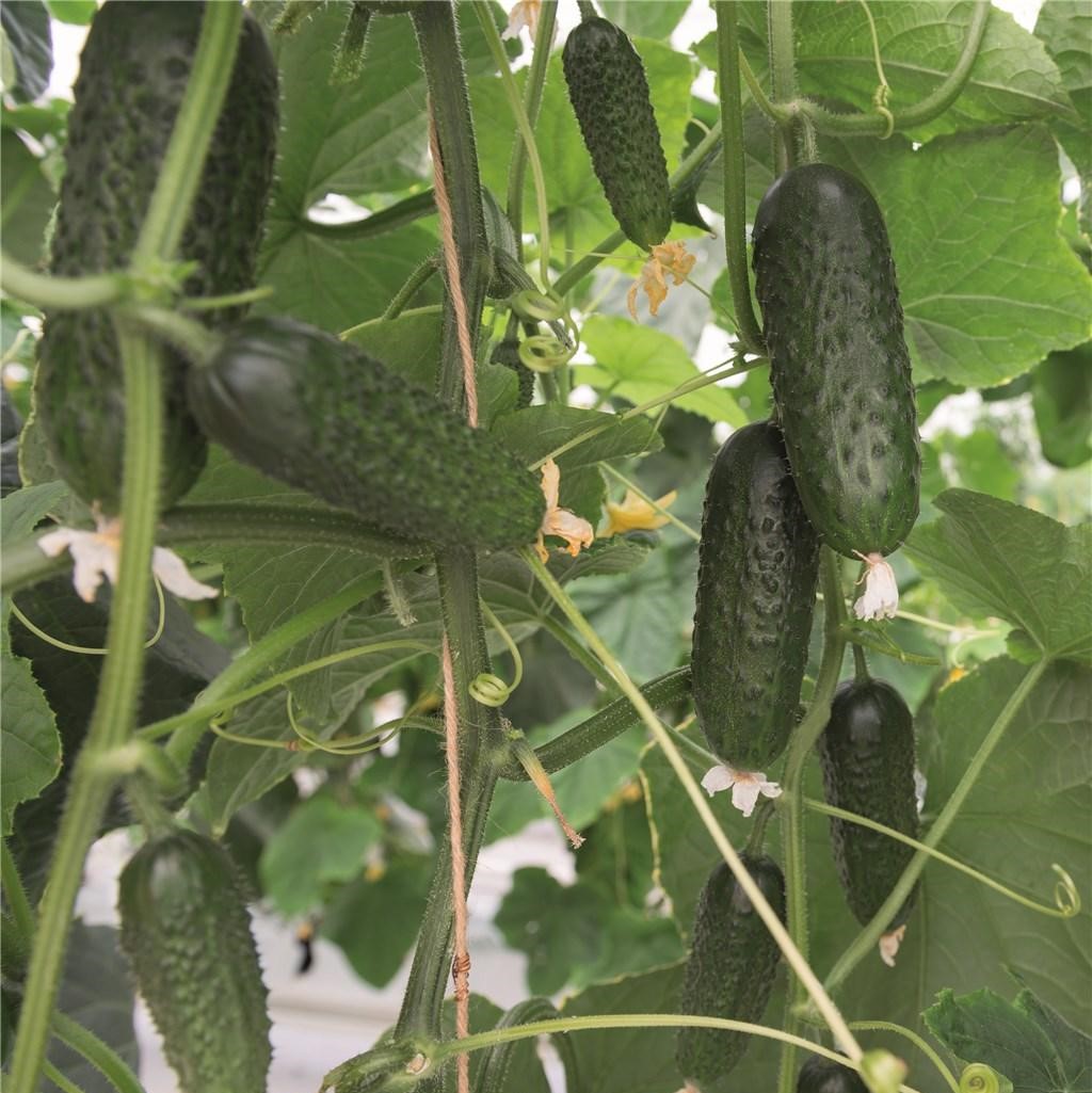 Атик F1 250 шт