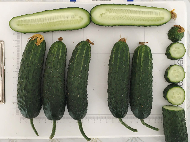 Ягуар F1 500 шт