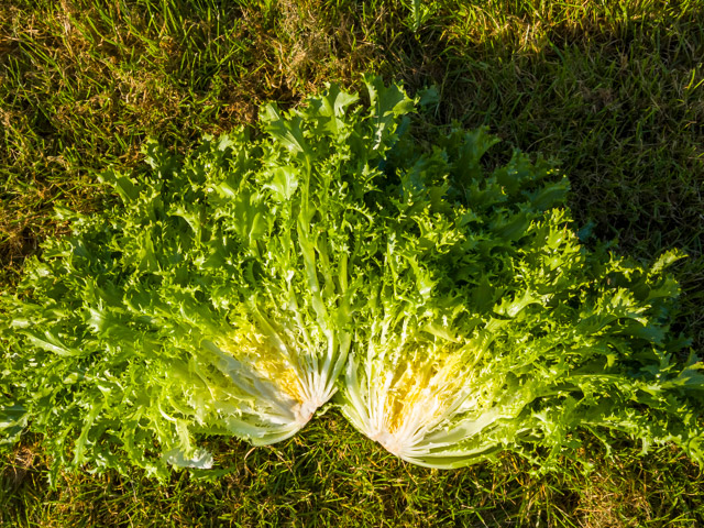 Мирна 5000 шт