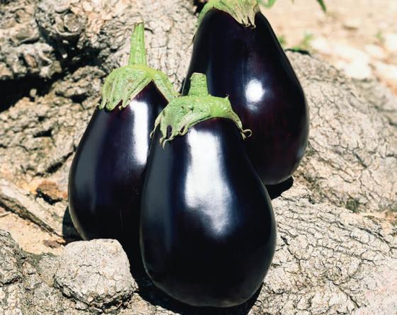 Галинэ F1 5 г