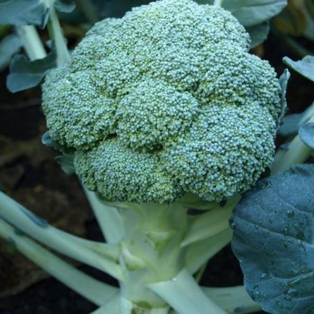 Принцип F1 2500 шт