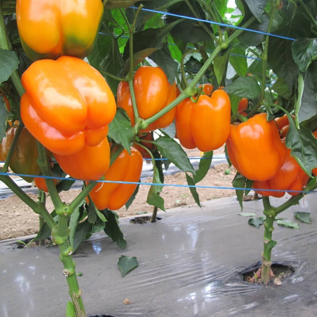 Магно F1 500 шт