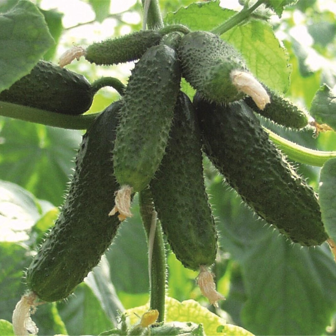 Амур F1 250 шт