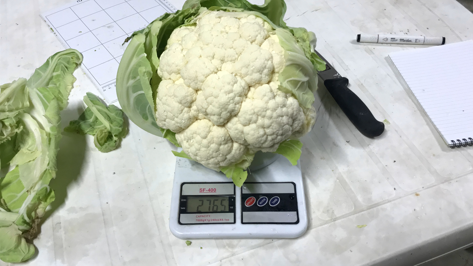 Телерджи F1 2500 шт