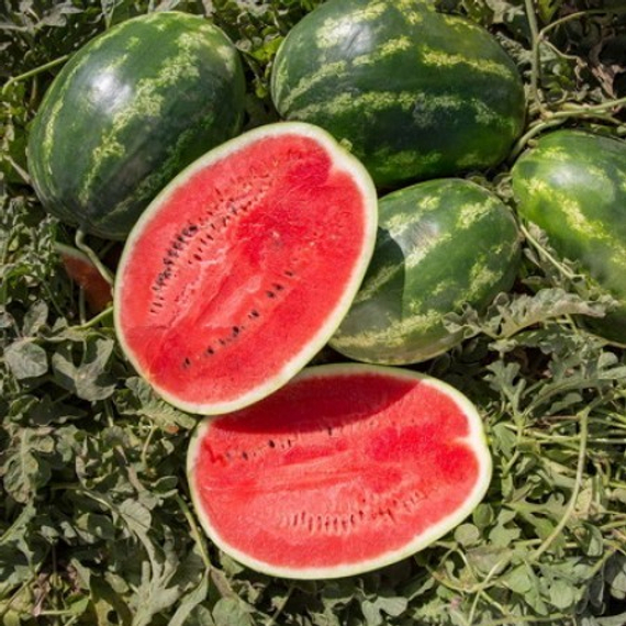 Юкон F1 1000 шт