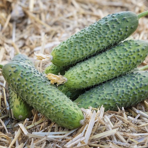 Ансгар F1 500 шт