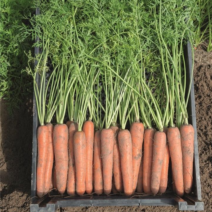 Ньюхолл F1 250 000 шт 2,0-2,2-2,4-2,6 мм+прец.