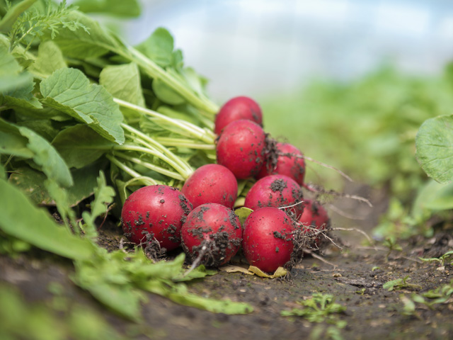 Селеста F1 калибр.  2,75-3,00 50000 шт