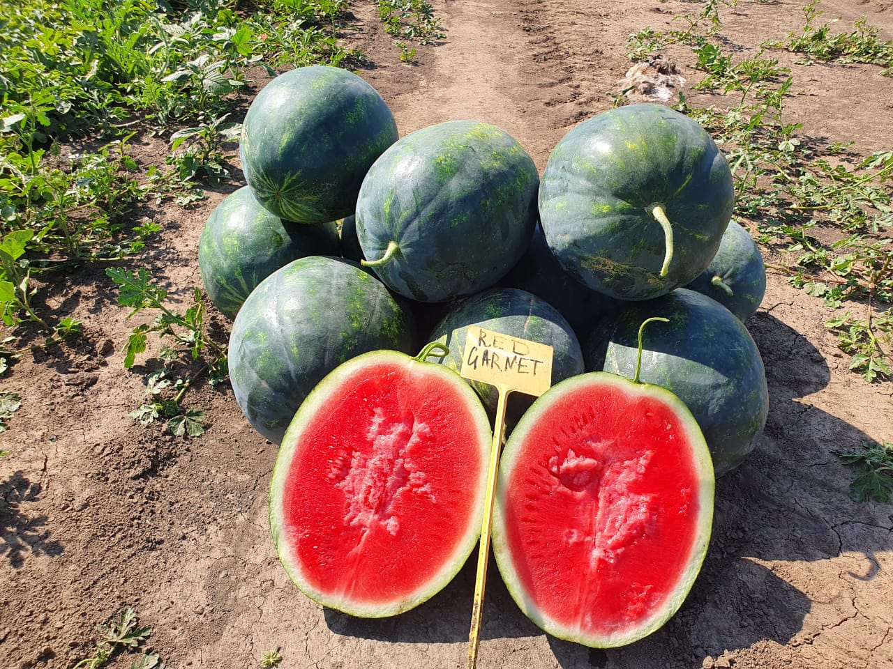 Ред Гарнет F1 500 шт