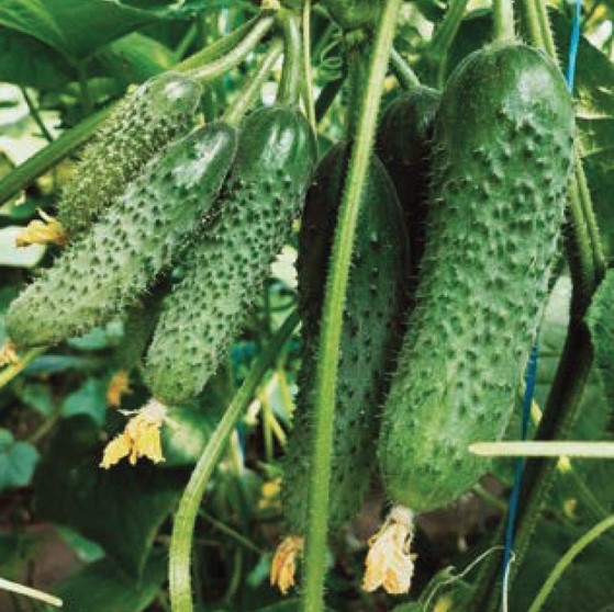 Муссон F1 1000 шт