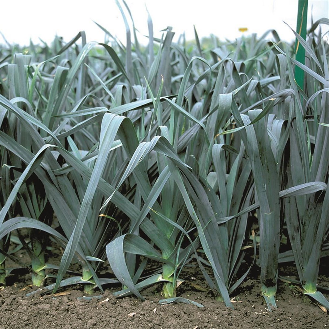 Коламбус 10 000 шт