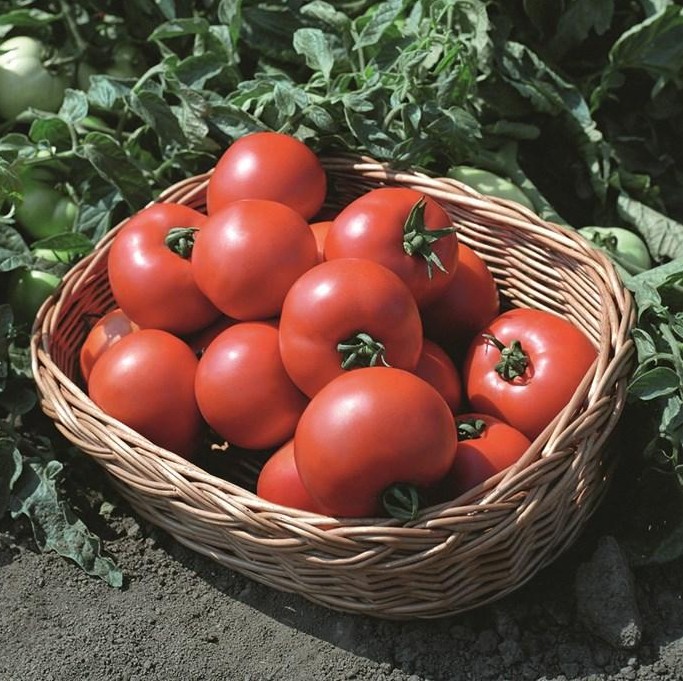 Полбиг F1 1000 шт