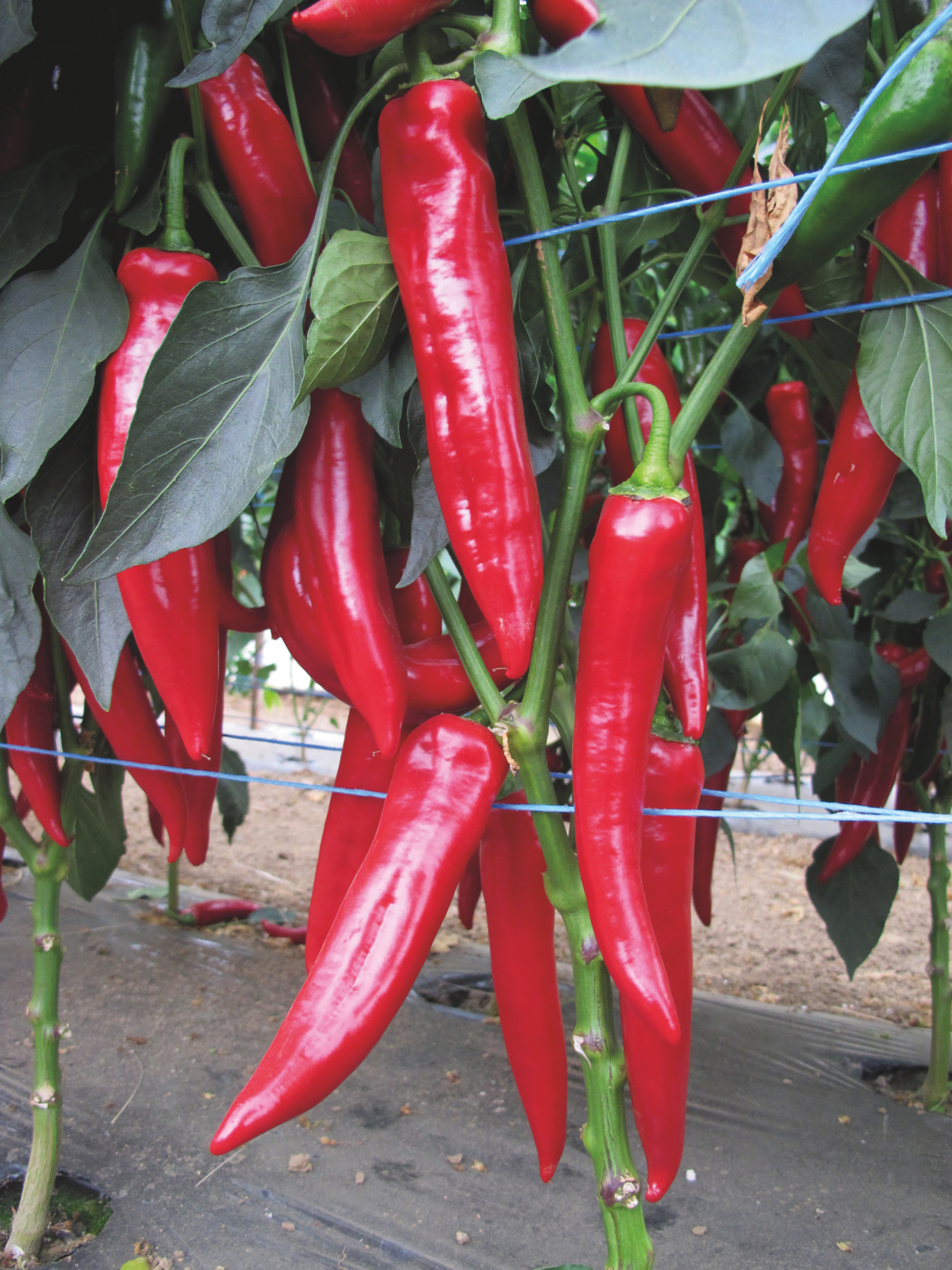 Шакира F1 500 шт