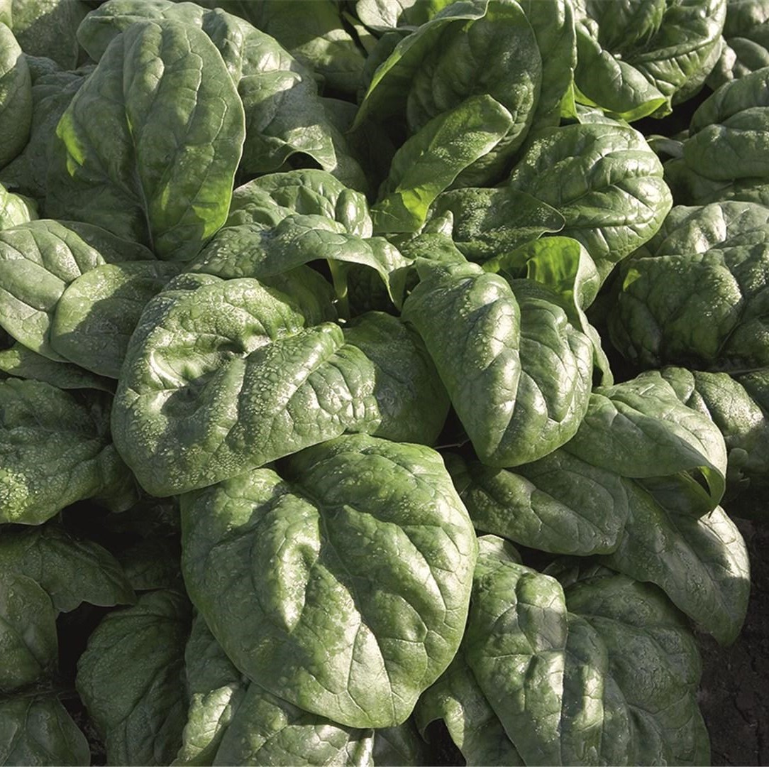 Спейс F1 50 000 шт