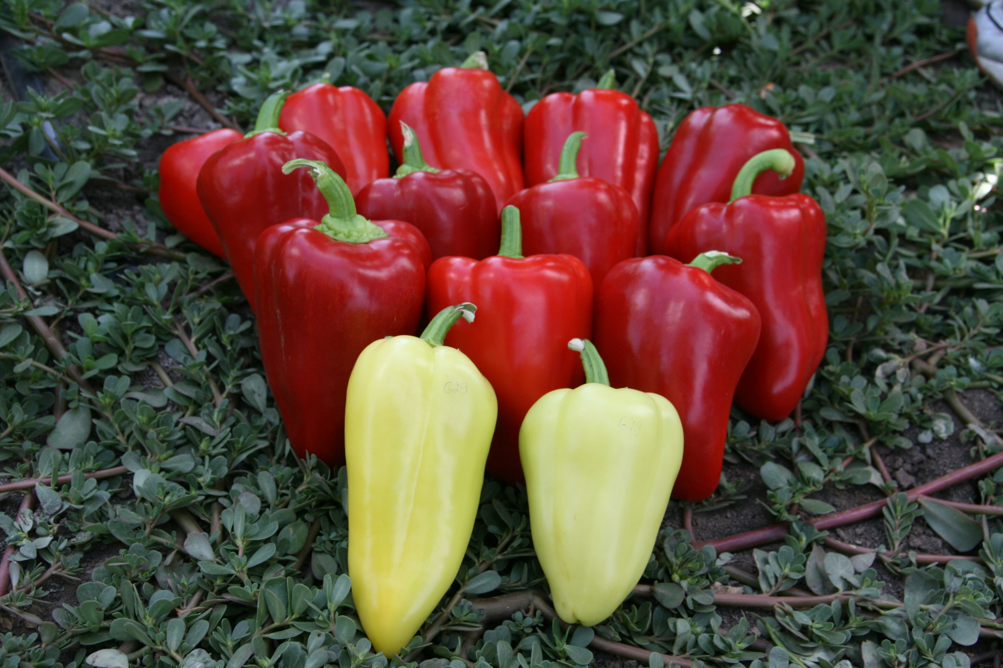 Анетта F1 500 шт