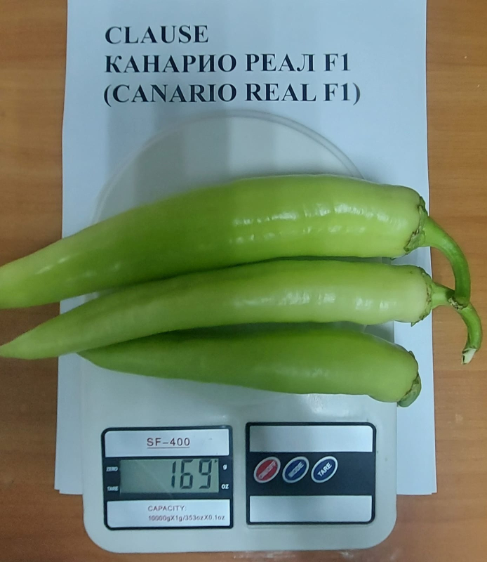 Канарио Реал F1 250 шт