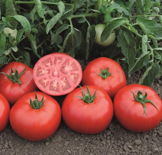 Томск F1 1000 шт