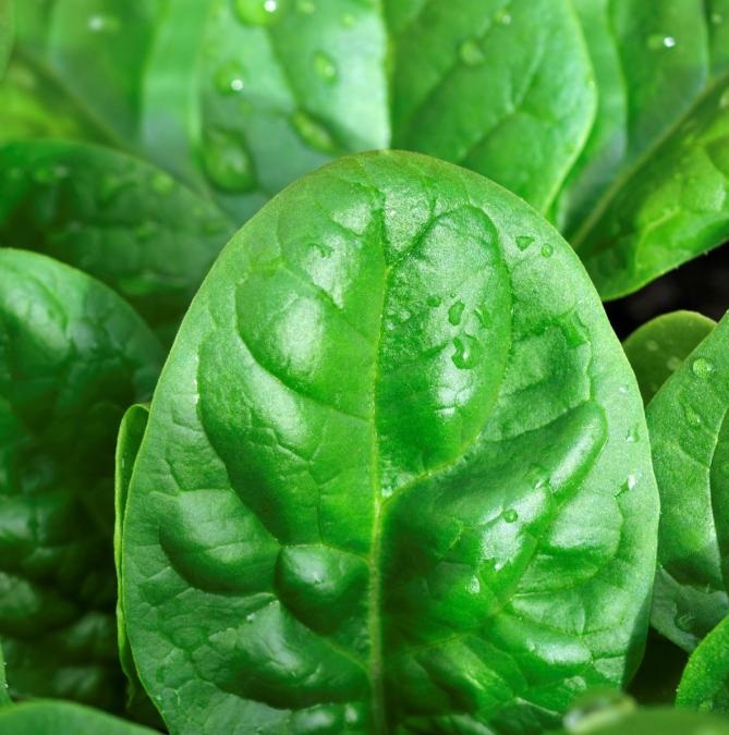 Аполло F1 50 000 шт