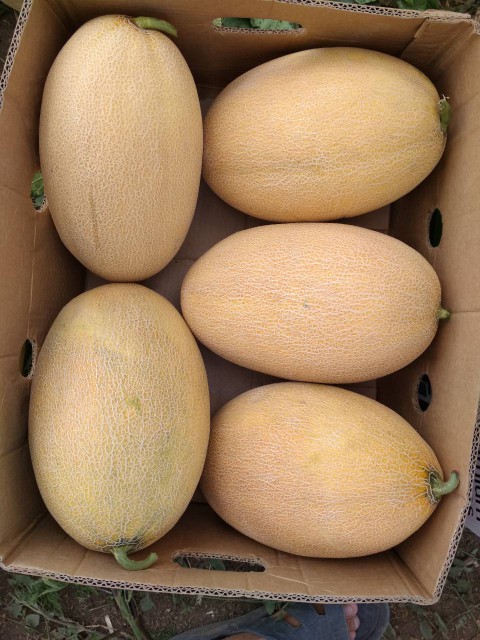 Амал F1 1000 шт