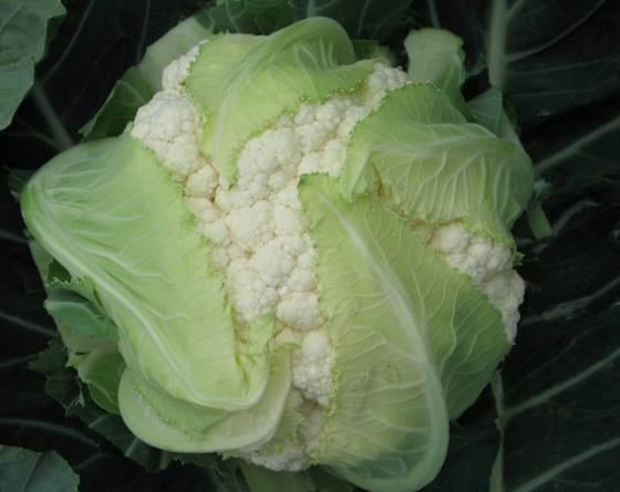 Шассирон F1 2500 шт