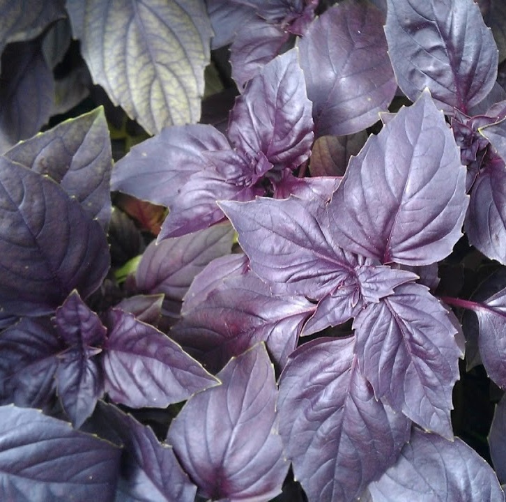 Рози 250 000 шт с НДС 10%