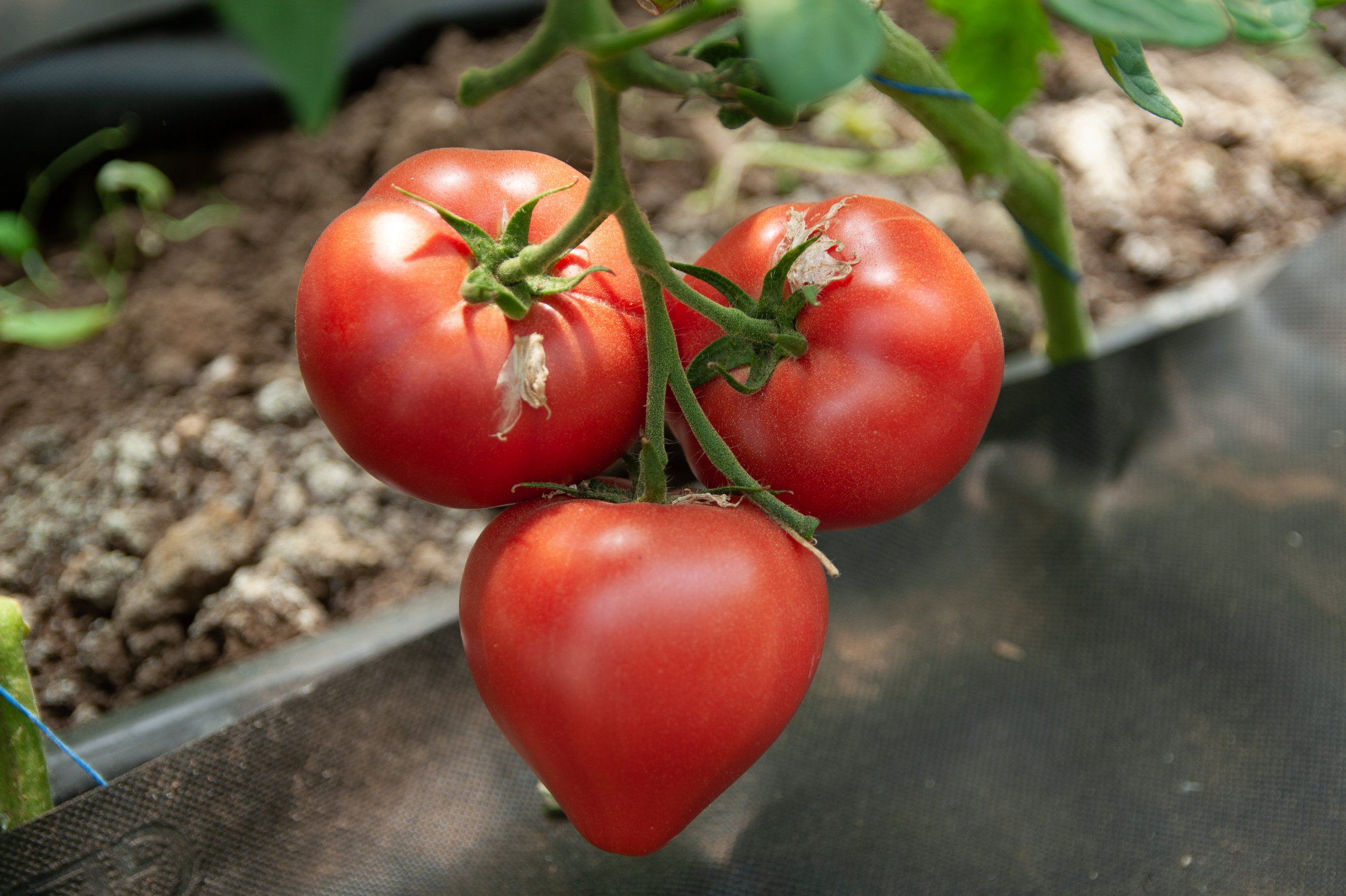 Астериус F1 500 шт