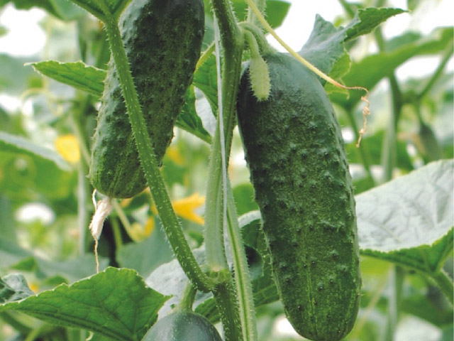 Эксельсиор F1 500 шт