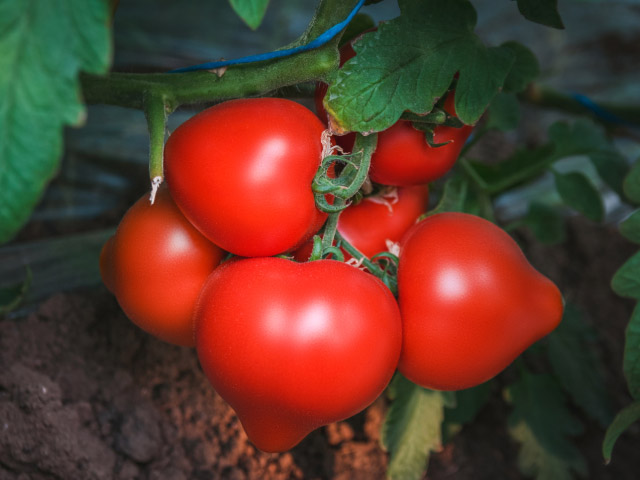 Эрон F1 500 шт