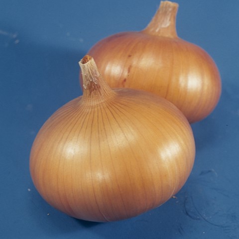 Сеншуй Йеллоу  250 000 шт