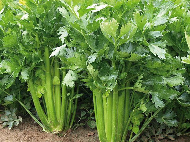 Сиенна F1 2500 шт