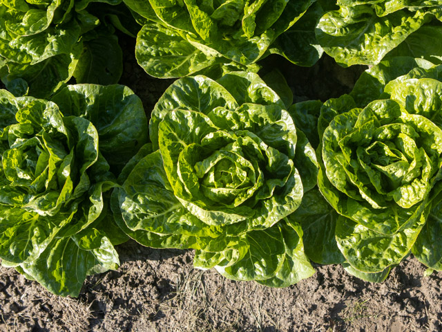 Ксанаду 5000 шт