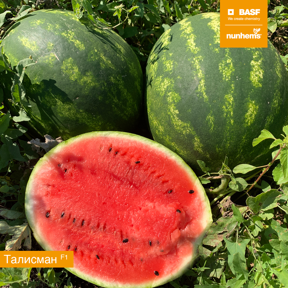 Талисман F1 1000 шт