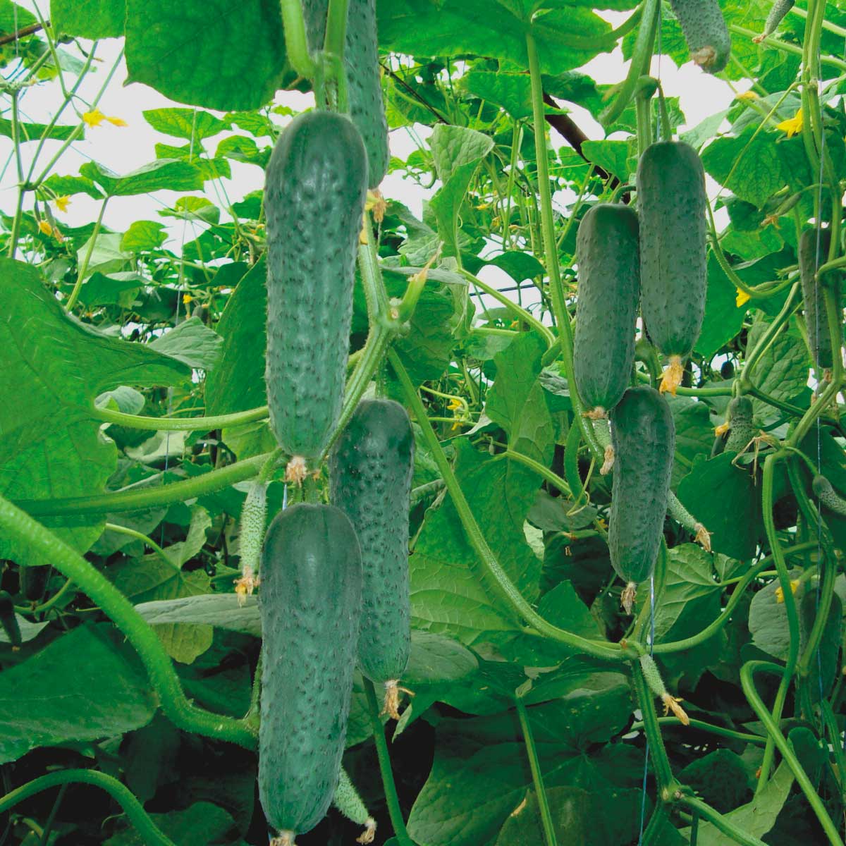 Гуннар F1 500 шт