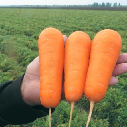 Боливар F1 500 000 шт