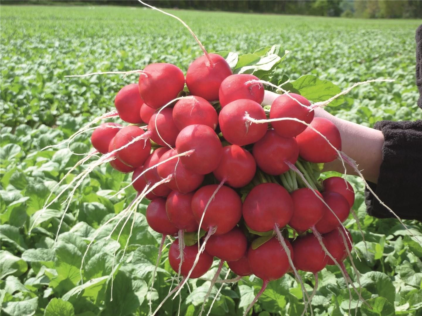 Розетта F1 50000 шт прец. 2,75-3,00 мм и крупнее 