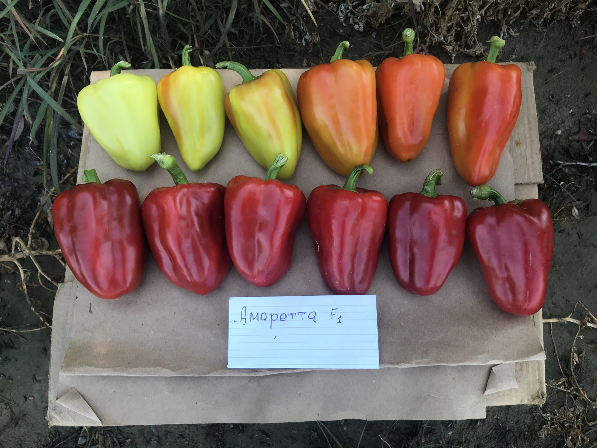 Амаретта F1 1000 шт