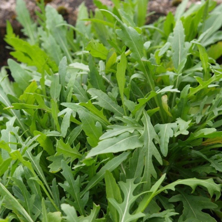 Грация 1 000 000 шт