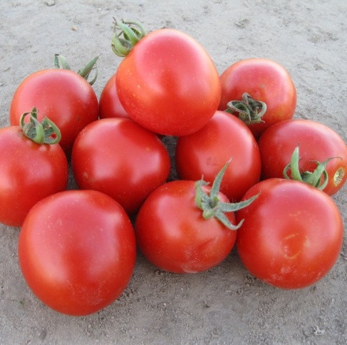 Боцман F1 5000 шт