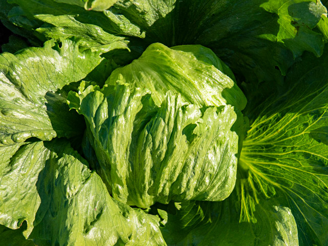 Эдуардо 5000 шт