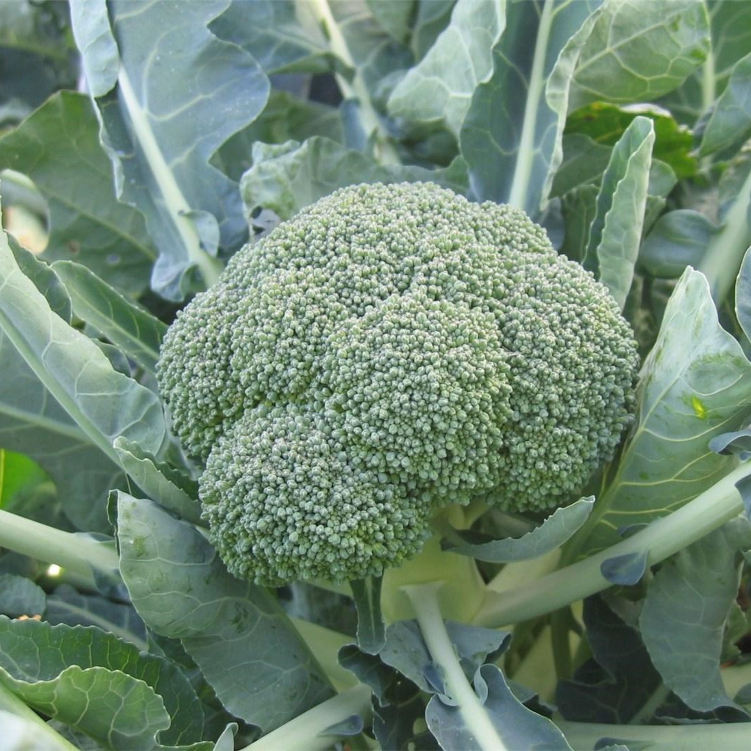 Фиеста F1 2500 шт