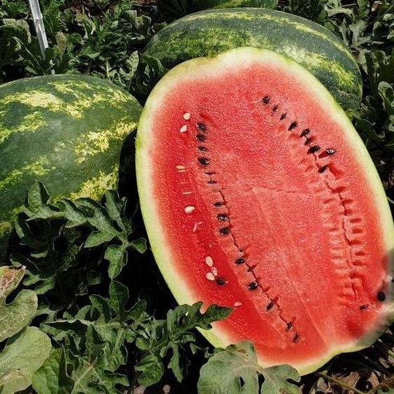 Кримсон Руби F1 1000 шт