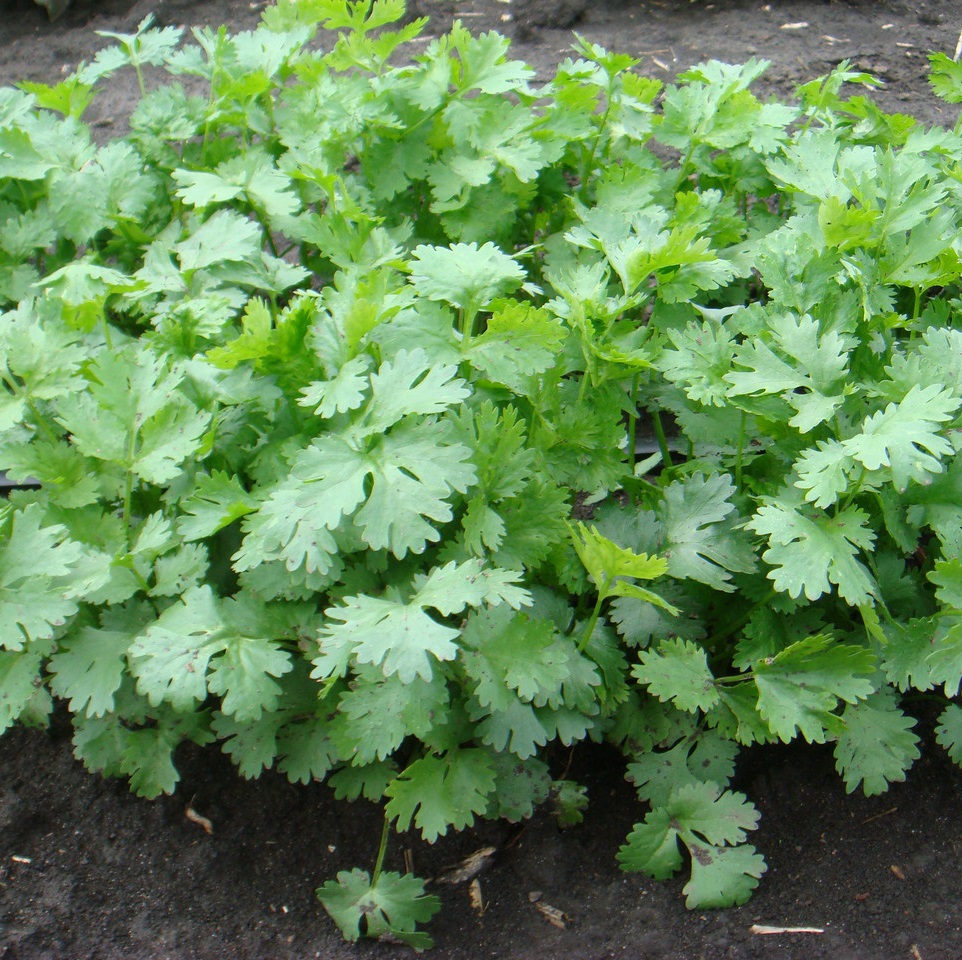 Марино 25000 шт