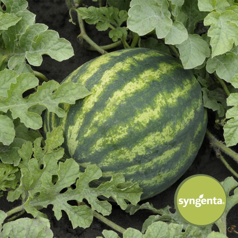 Соренто F1 1000 шт