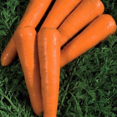 Силвано F1 500 000 шт