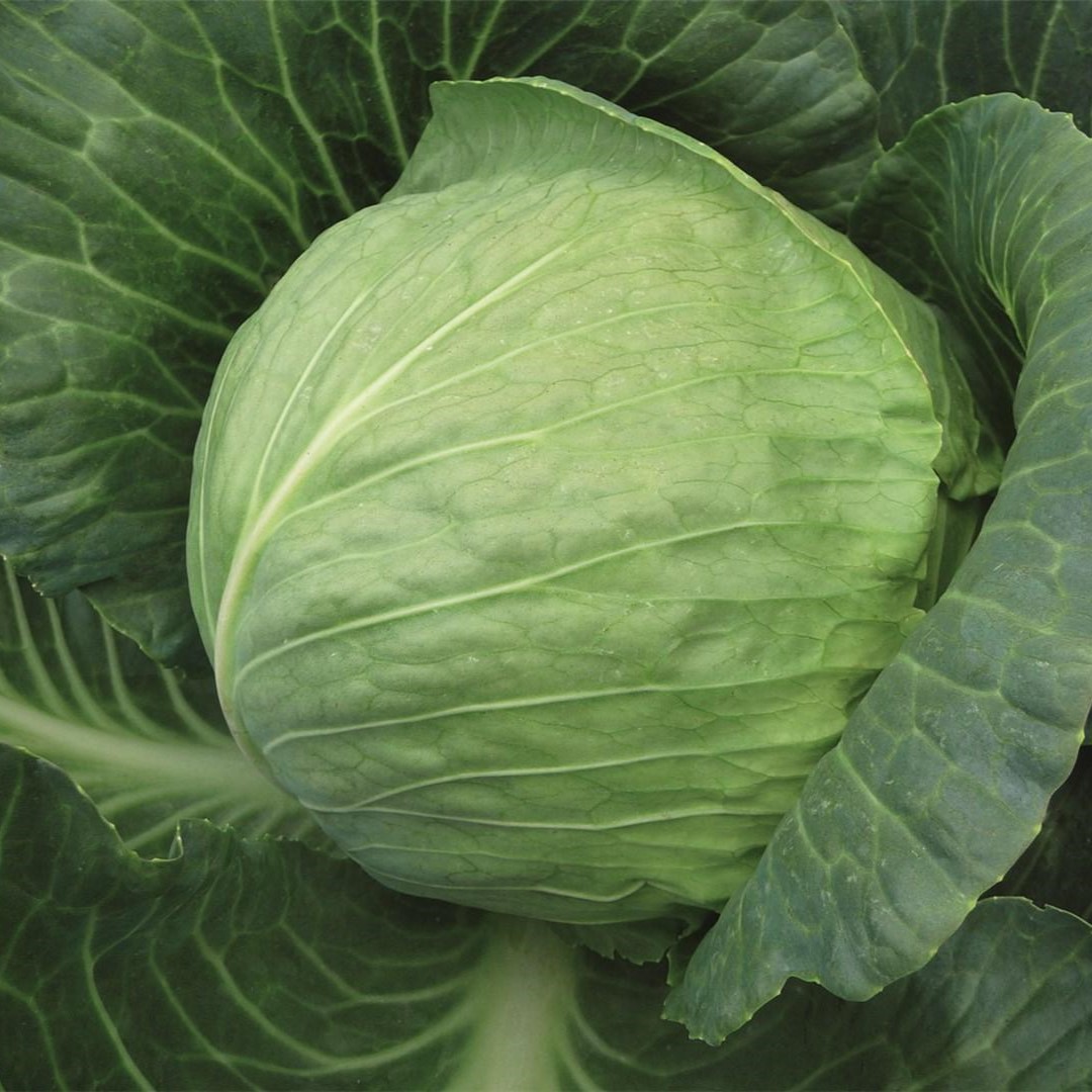 Тиара F1 2500 шт