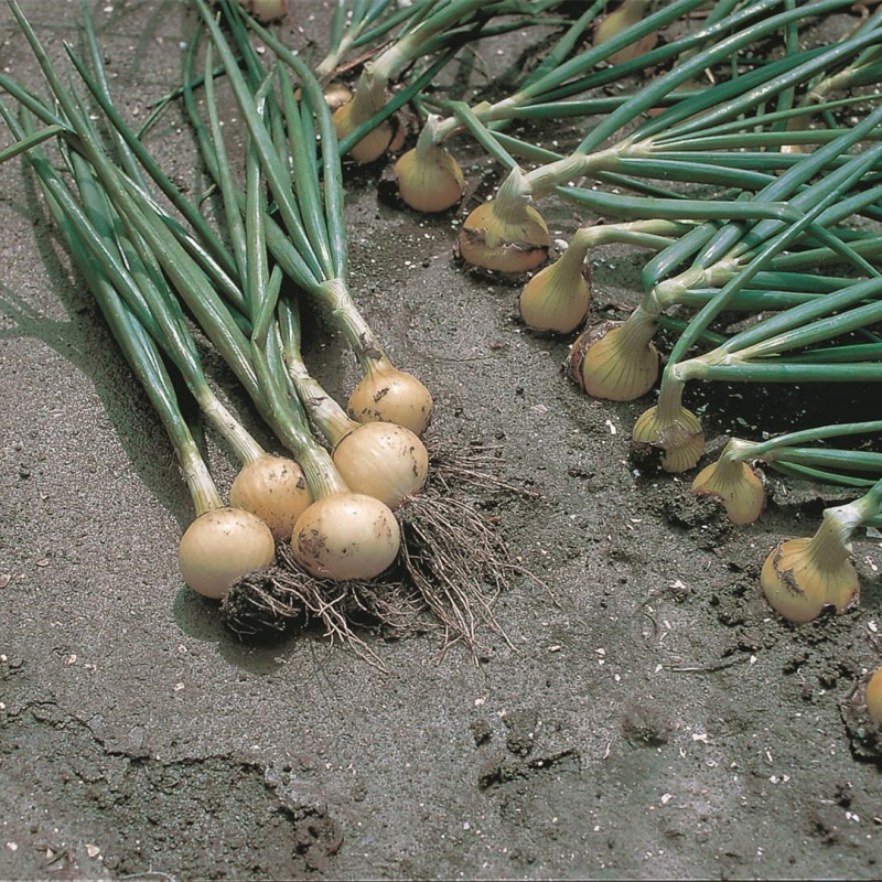 Свифт 250 000 шт 